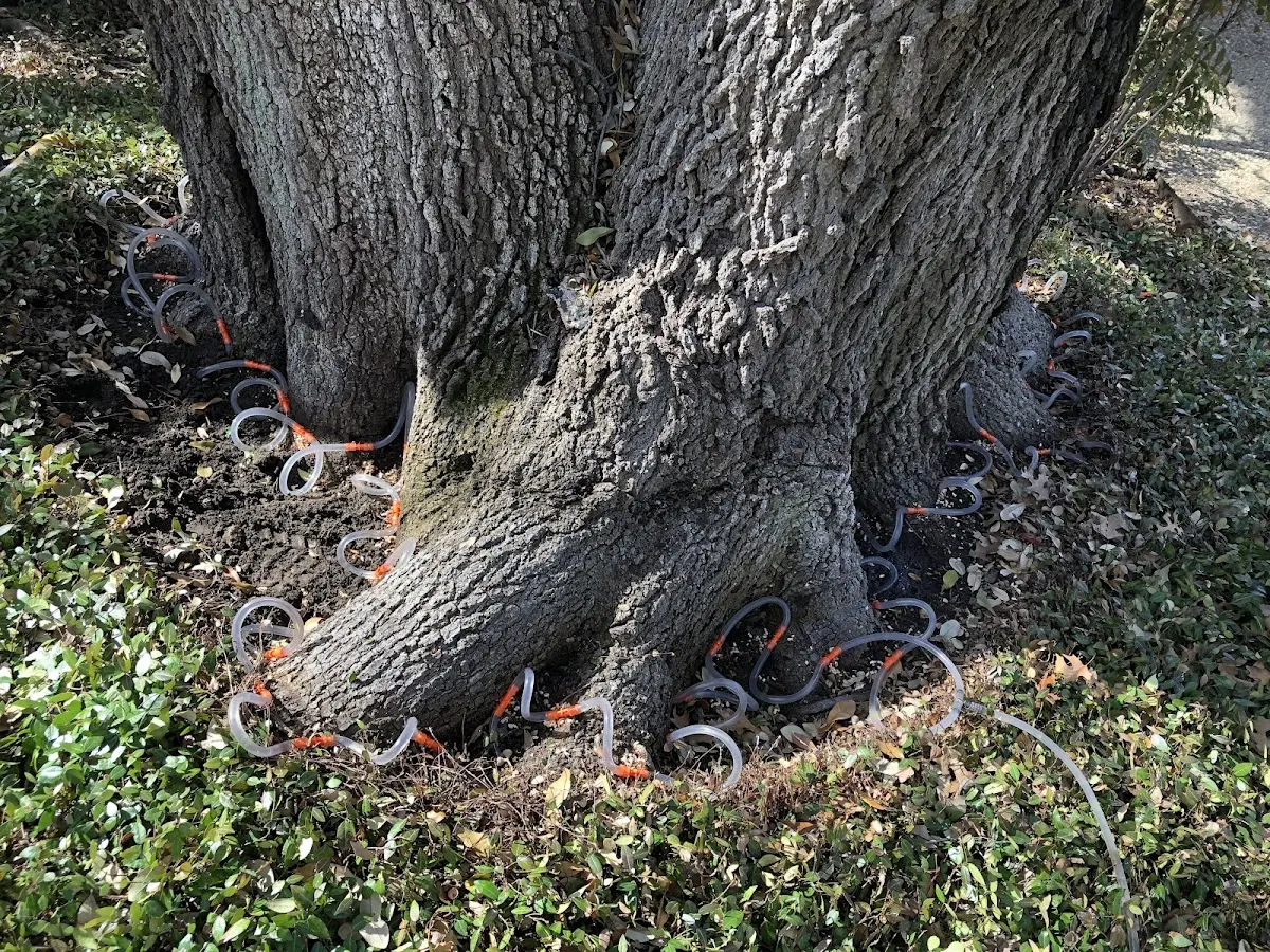 Detailed Tree Cabling and Bracing job site in Mims