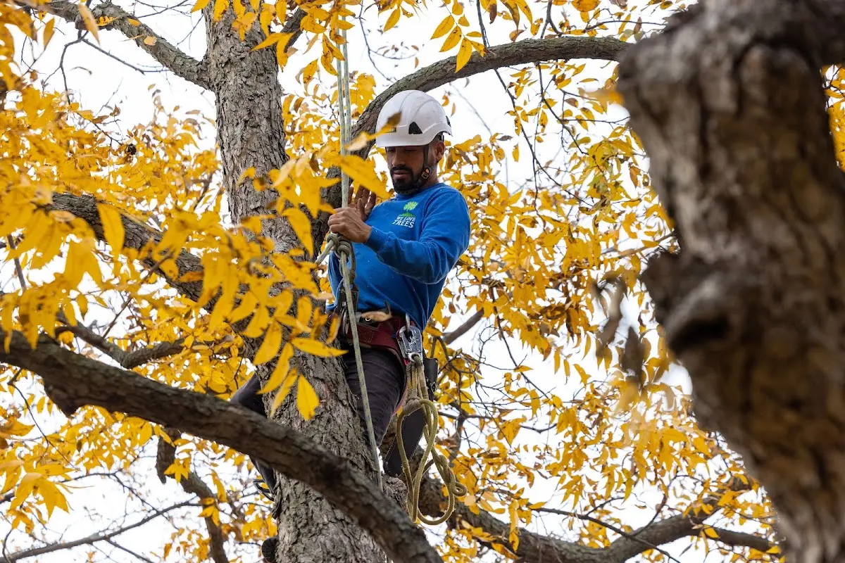 Skilled Tree Planing crew working in Mims