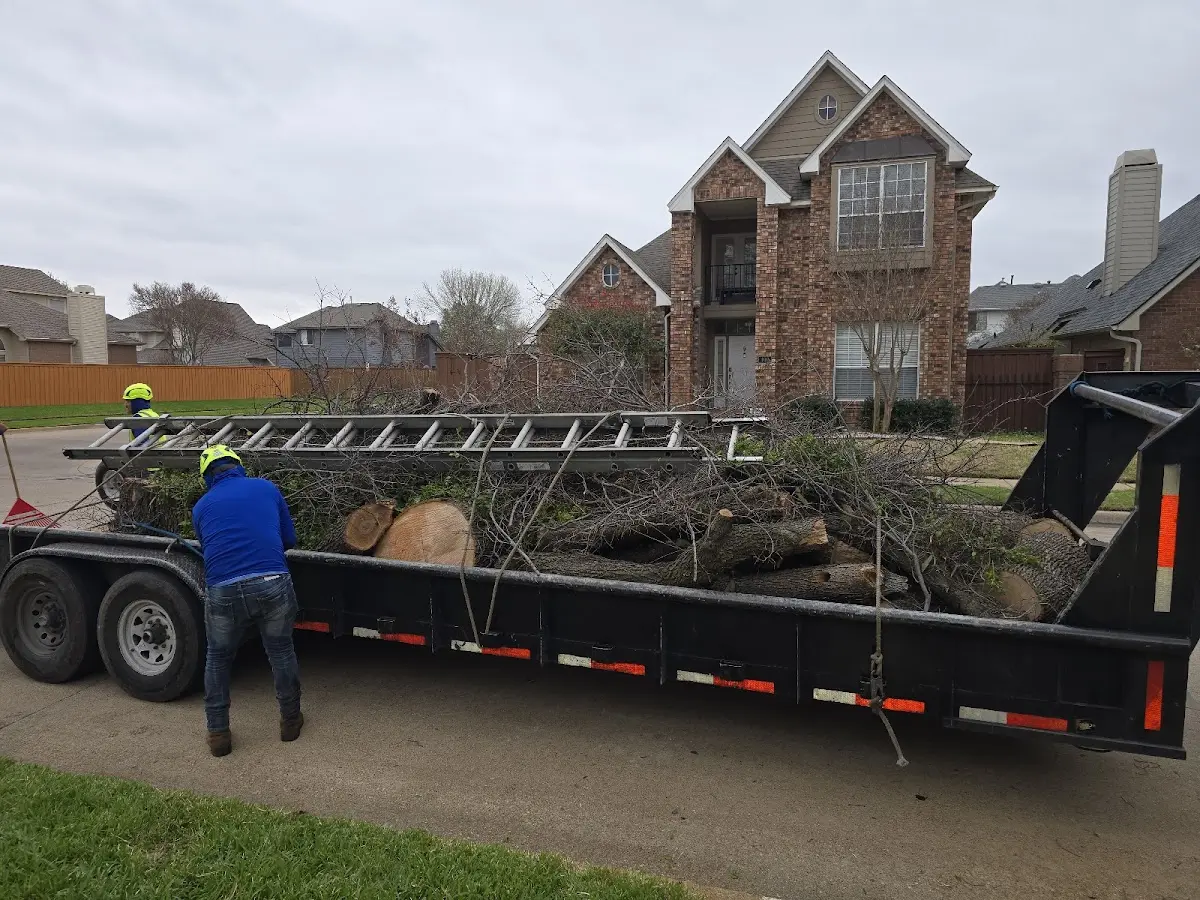 Expert Tree Removal with proper safety equipment in Mims